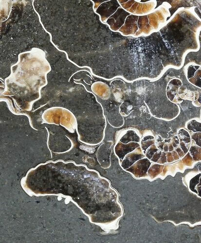 Polished Ammonite Fossil Slab - Marston Magna Marble #63831